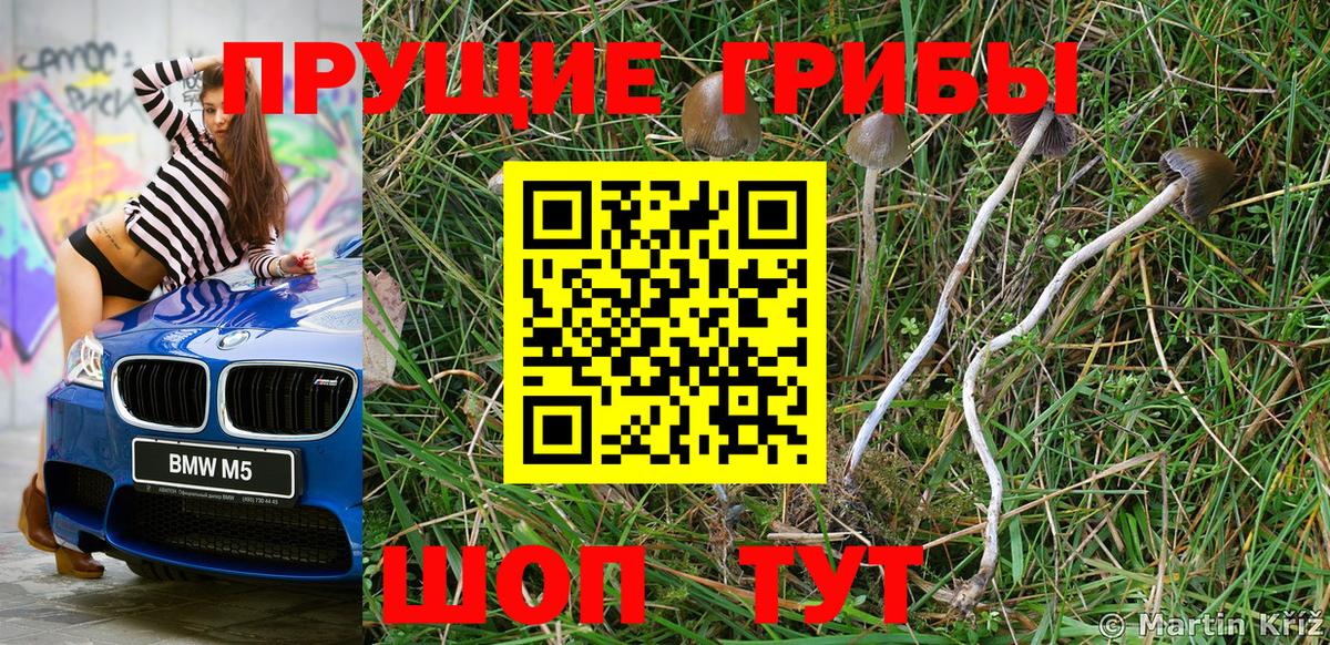 Краснодар  цена   Вход с VPN  Псилоцибиновые грибы мицелий 